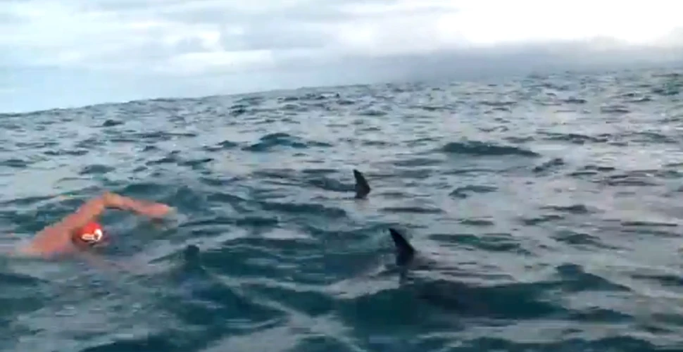 Reacţia impresionantă a unor delfini, când au văzut că înotătorul este urmărit de un rechin (VIDEO)