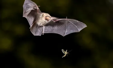 Liliecii pot avea o strălucire verde și nimeni nu știe de ce