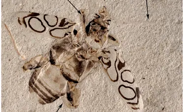 Un gândac zdrobit în urmă cu 49 de milioane de ani, fosilizat în stare perfectă