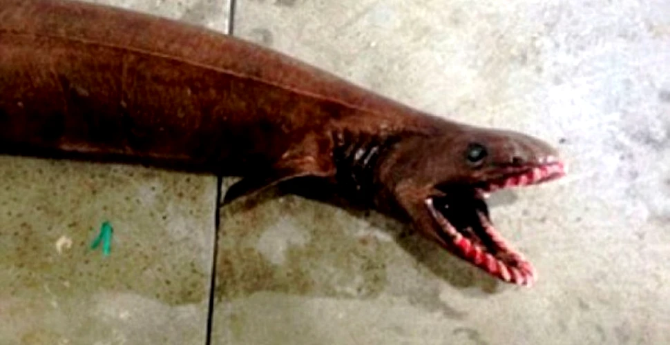 Ce este această creatură cu aspect înfricoşător, pescuită în Australia?