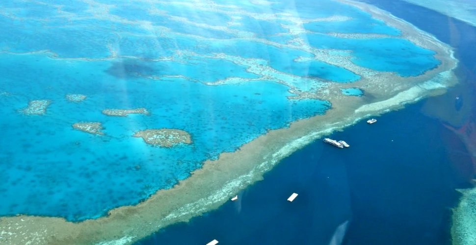 Marea barieră de corali dispare. Nu mai există nicio şansă de a se regenera
