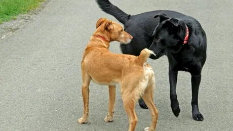 De ce câinii se miros reciproc atunci când se întâlnesc?