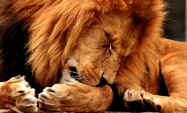 Controverse după împuşcarea mortală a unui leu scăpat de la o grădină zoo din Belgia. ”Este oribil şi inexplicabil”