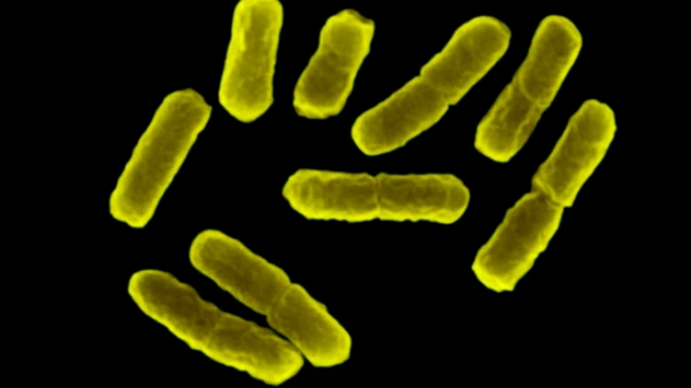 Bacteriile care transforma zaharul in plastic