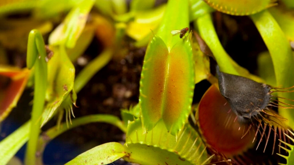 Cum au apărut plantele carnivore?
