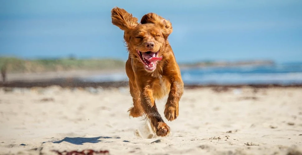 De ce au uneori câinii și pisicile momente în care aleargă foarte rapid?