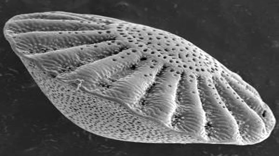 Misterul Calotei Glaciare din Antarctica rezolvat?