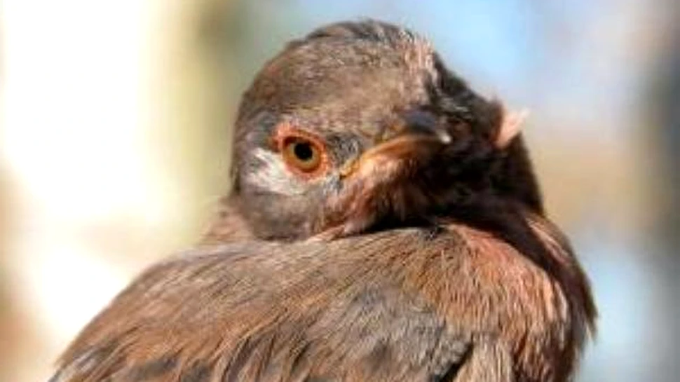 Nudistii britanici au fost salvati de o pasare rara