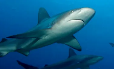 O treime din speciile de rechini sunt în pericol de extincţie