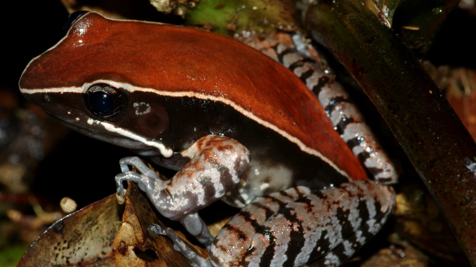 Abilitatea specială a unei specii rare de broască o protejează de prădători
