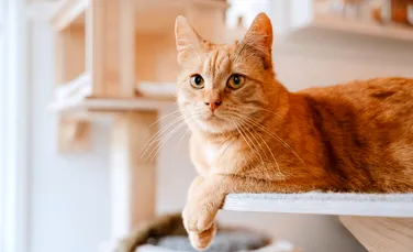 De ce o țară europeană a interzis mai multe rase de pisici?