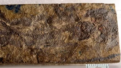 O nouă specie minusculă de pește preistoric dezvăluie originile somnului și crapului
