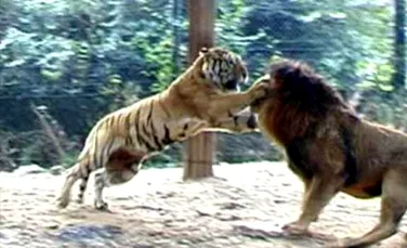 Un tigru bengalez a ucis un leu
