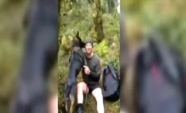 Reacţia inedită a unui câine poliţist care îşi regăseşte partenerul – VIDEO
