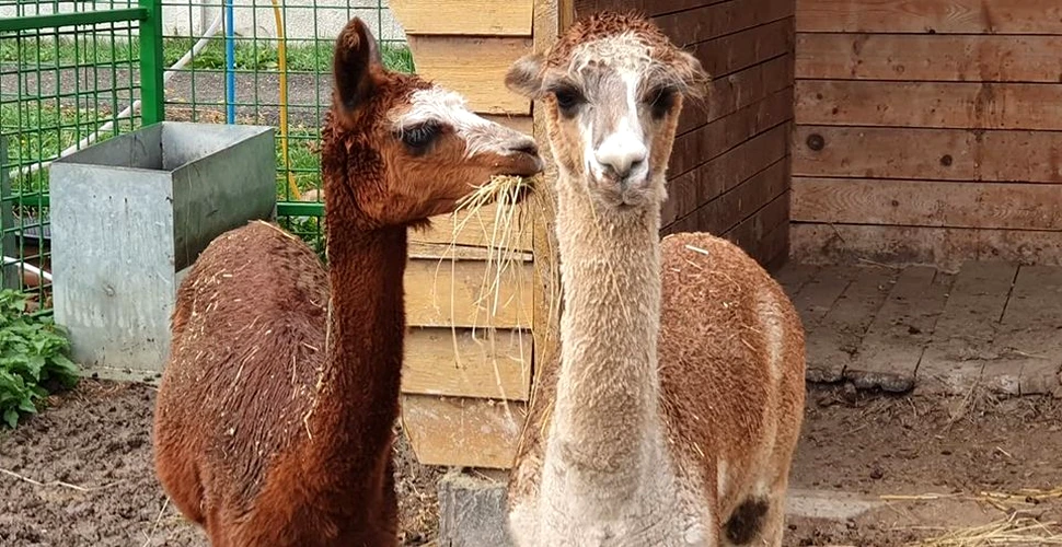 Un mascul şi o femelă de alpaca au ajuns la Zoo Oradea