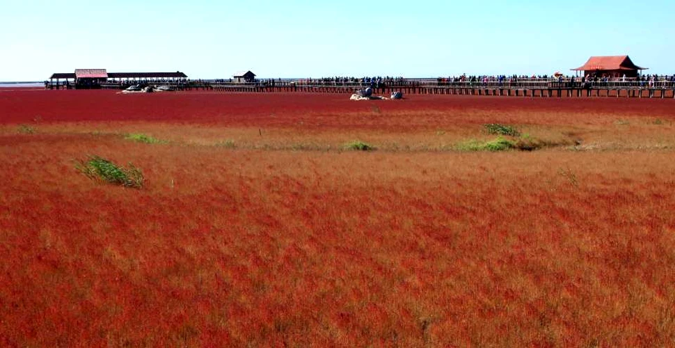 „Plaja roşie” – destinaţia care le oferă vizitatorilor o privelişte de neuitat – VIDEO