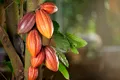 Patru arbori de cacao peruvieni nou descoperiți ar putea salva viitorul ciocolatei