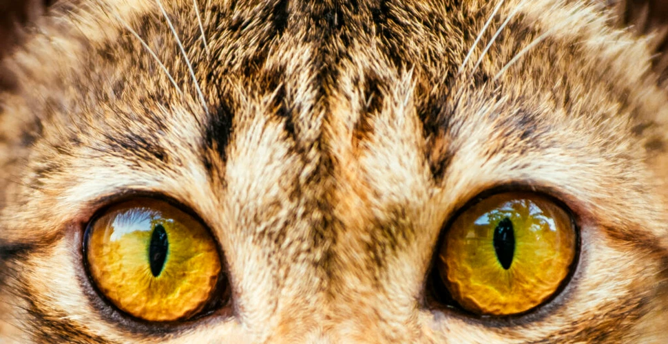 Culorile fascinante ale ochilor de pisică ar proveni de la un singur strămoș