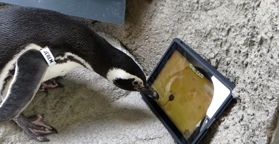 Ce face un pinguin cu o tabletă? (VIDEO)
