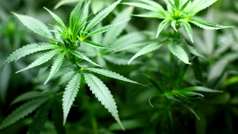 Thailanda, prima țară asiatică care a legalizat cultivarea și consumul de marijuana
