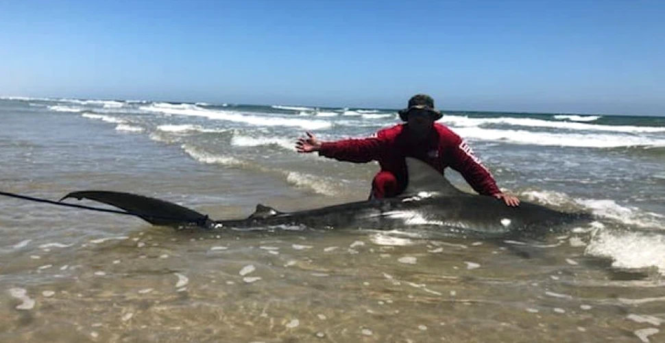 Un pescar a capturat un rechin-tigru de peste 3 metri