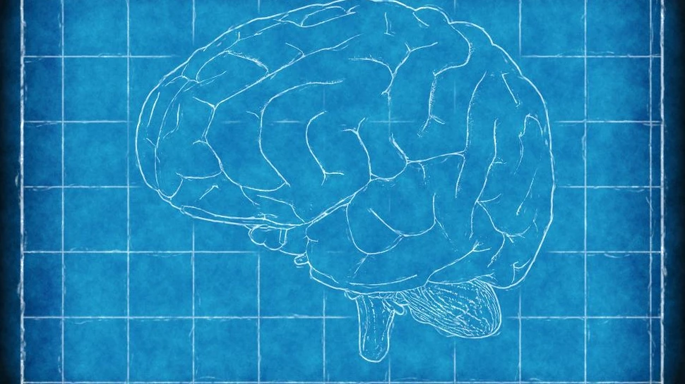 Un nou model al creierului surprinde mai bine efectele traumelor cauzate de accidentul vascular cerebral