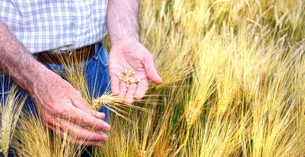 Super-grâul: soluţia care asigură necesarul de alimente pentru următoarele decenii