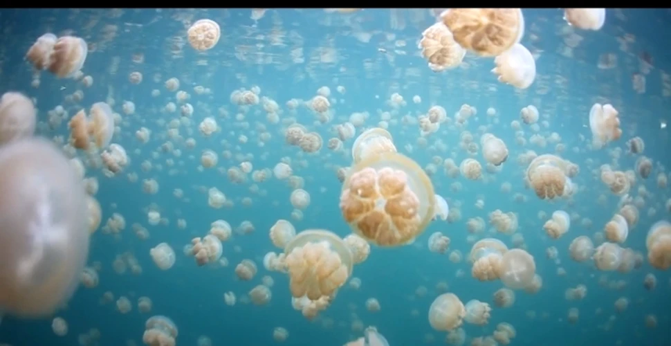 Imagini rare surprinse în paradisul meduzelor din Insulele Palau! (VIDEO)