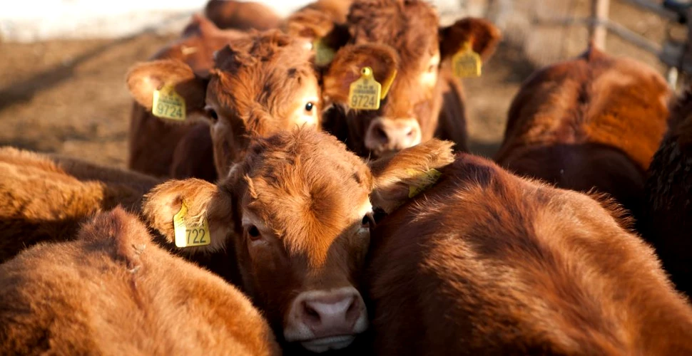 20 de companii de carne și lactate emit mai multe gaze cu efect de seră decât Germania, Marea Britanie sau Franța