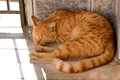 O pisică dispărută de mai bine de patru ani s-a întors acasă epuizată, dar sănătoasă