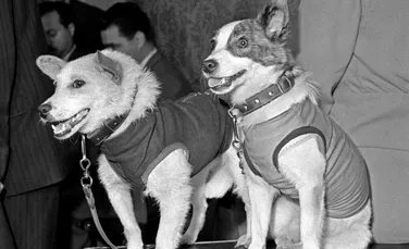 Ziua în care Uniunea Sovietică a făcut istorie cu două căţeluşe: Belka şi Strelka