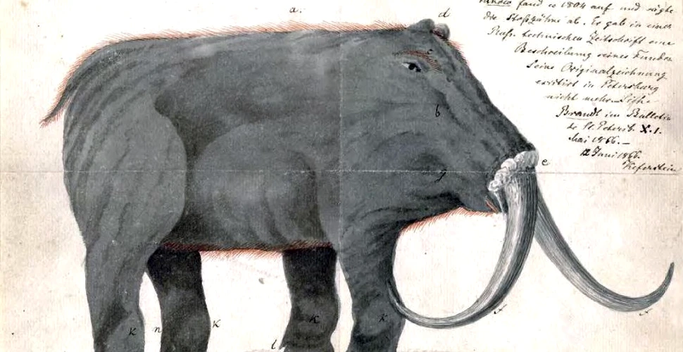 Povestea primei reconstituiri ştiinţifice a unui mamut