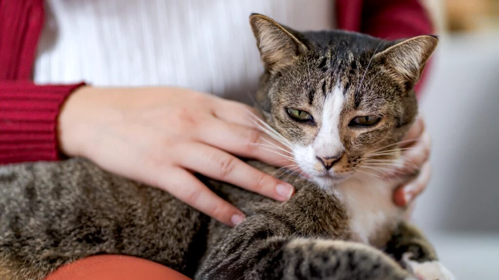 De ce torc pisicile? Răspunsul este mai bizar decât ai crede