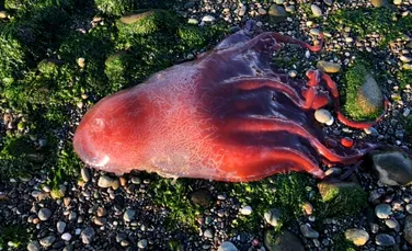 O misterioasă creatură „roșie” cu multe brațe, descoperită eșuată pe o plajă. Despre ce specie ar fi vorba