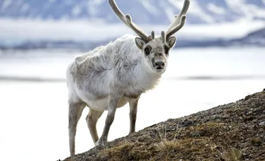 Renii din Svalbard prosperă de când au început să mănânce iarbă înghețată