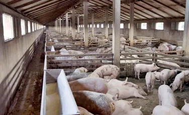 Ce pericol ascunde carnea din comerţ: utilizarea excesivă a antibioticelor la animale sporeşte răspândirea unui fenomen care face ravagii la nivel mondial