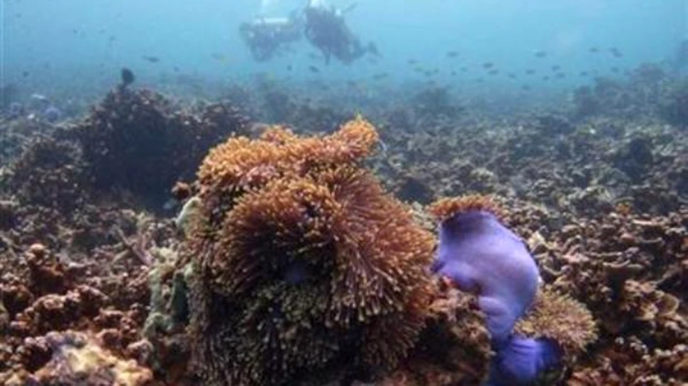 Coralii, corodati de apa oceanica acida
