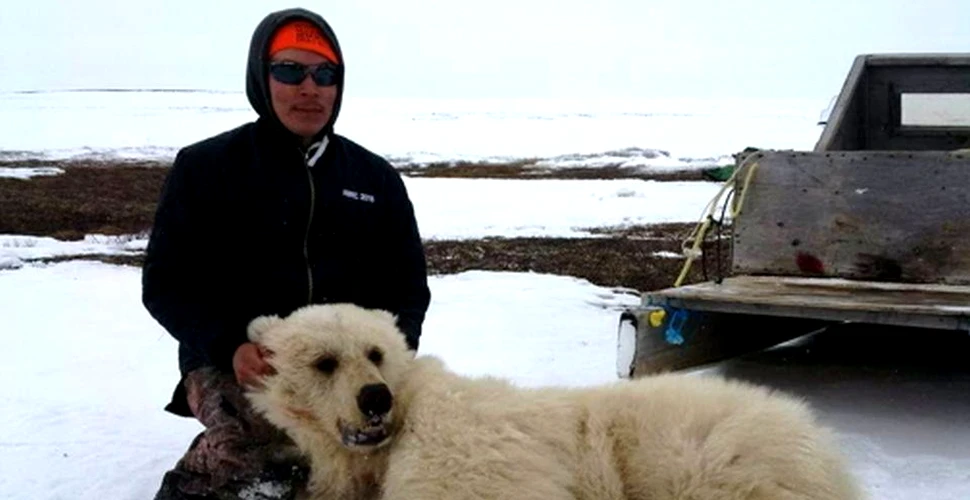 Un urs foarte rar a fost împuşcat în nordul Canadei – VIDEO