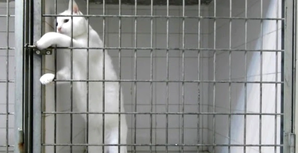 Cum reuşeşte o pisică maestră în evadări să scape dintr-o cuşcă încuiată (VIDEO)