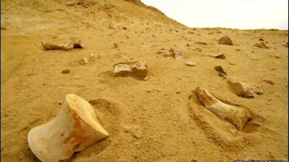 Angola – Noul paradis al fosilelor