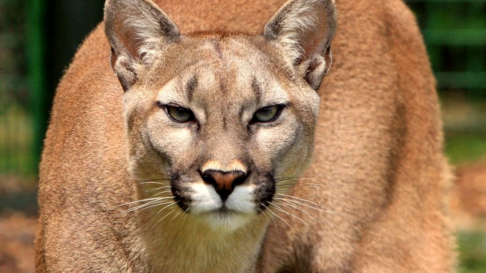 Puma ”timidă”care a ucis un biciclist ar fi avut un comportament neobişnuit