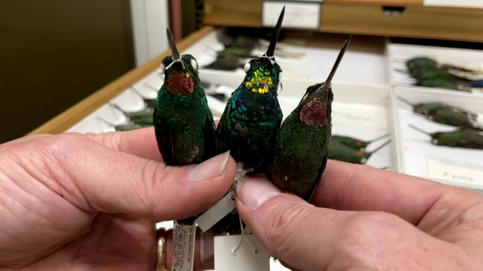 Un specimen hibrid de pasăre colibri cu gâtul auriu îi surprinde pe cercetători