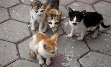 Primul caz de gripă aviară la pisici, confirmat în Olanda