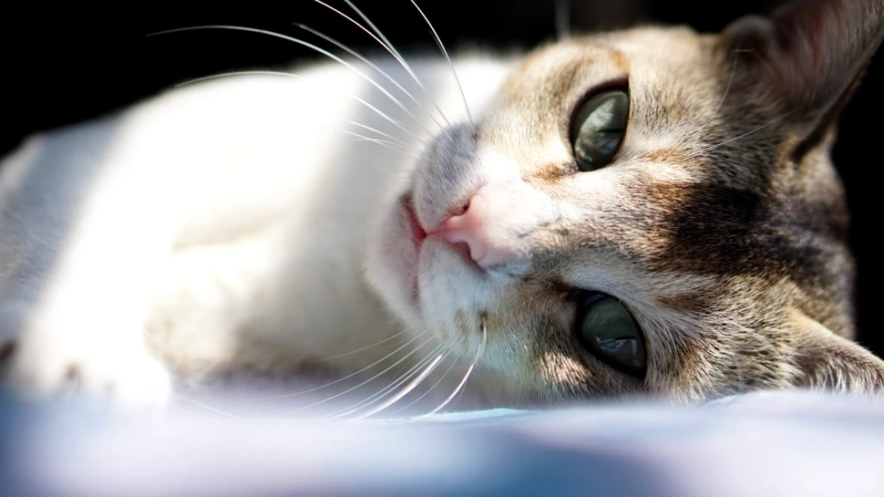 Un parazit găsit în excrementele de pisici și carnea crudă, asociat cu un risc crescut de cancer al creierului la oameni