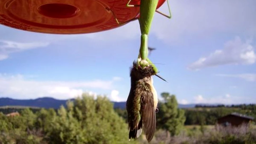 Calugarita care ucide pasari