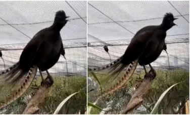 O pasăre superbă dintr-o grădină zoo a învățat să imite la perfecție țipetele unui bebeluș