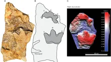 Primele urme de anchilozaur cu trei degete demonstrează că specia a trăit în America de Nord acum 100 de milioane de ani