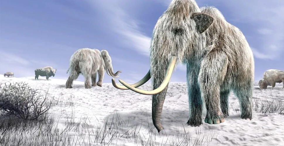 Fosila unui craniu de mamut a fost descoperită. ,,Este extrem de rară şi are o importanţă ştiinţifică enormă”
