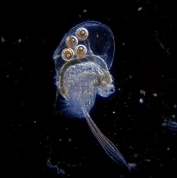 Holopedium formează un tip de plancton cu aspect gelatinos