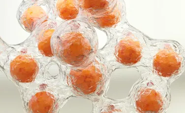 Oamenii de știință au descoperit o parte complet nouă a celulelor umane